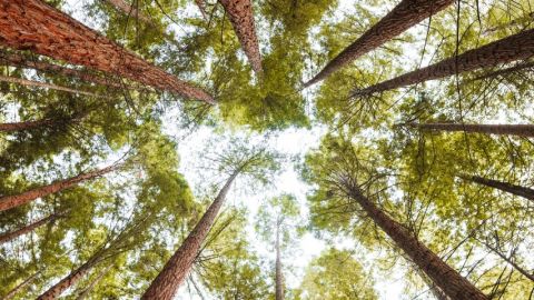 Une forêt de sequoias