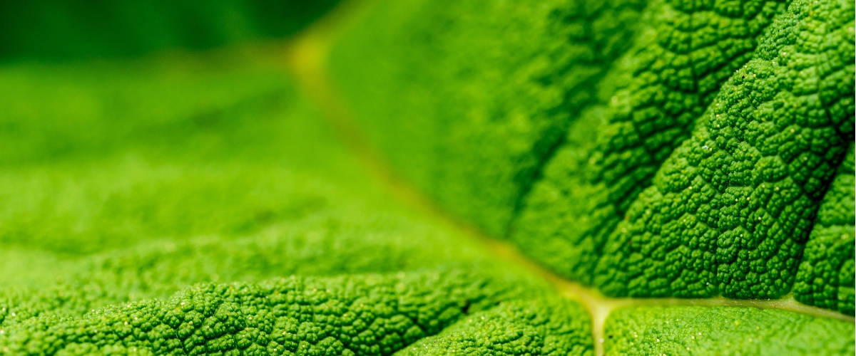 Le groupe Aufeminin ouvre les portes de son événement GREEN photosynthèse