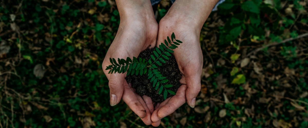La nouvelle star dInstagram est un arbre Deux mains tiennent une plante verte