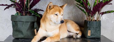 6 entreprises françaises engagées un chien akita devant deux plantes vertes