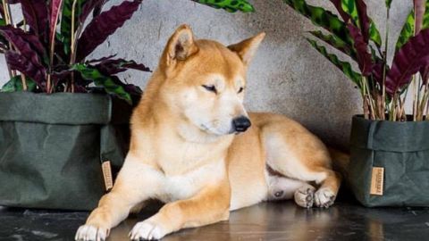 6 entreprises françaises engagées un chien akita devant deux plantes vertes