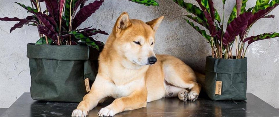 6 entreprises françaises engagées un chien akita devant deux plantes vertes