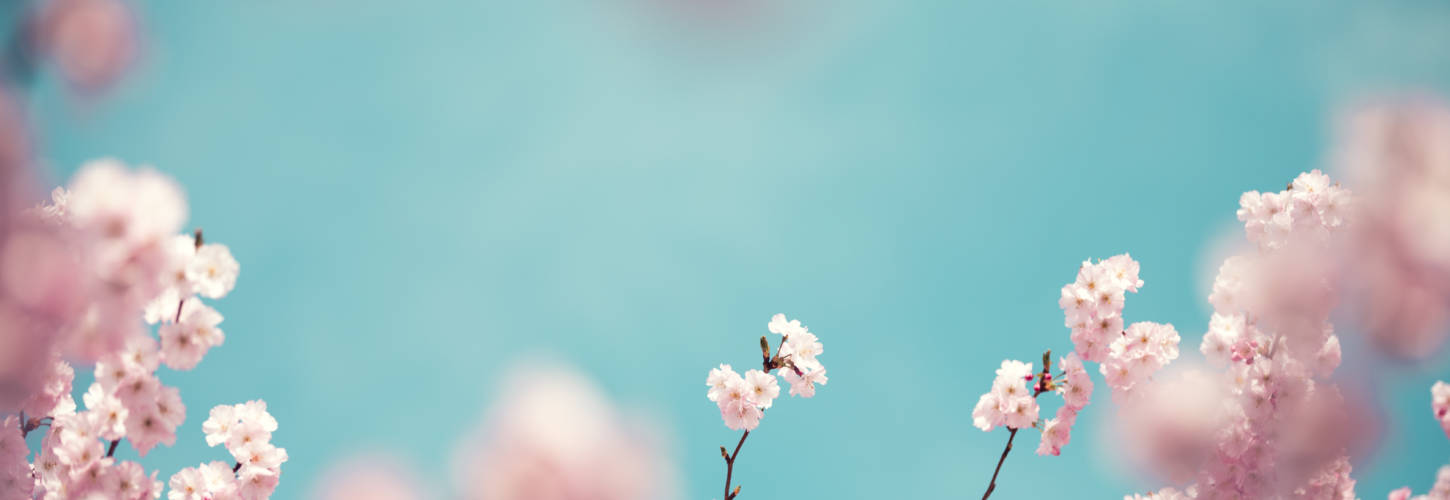 Pastel Colored Cherry Blossoms ciel bleu avec des cerisiers en fleurs