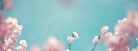 Pastel Colored Cherry Blossoms ciel bleu avec des cerisiers en fleurs