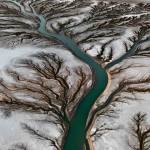 image d'une rivière en forme d'arbre