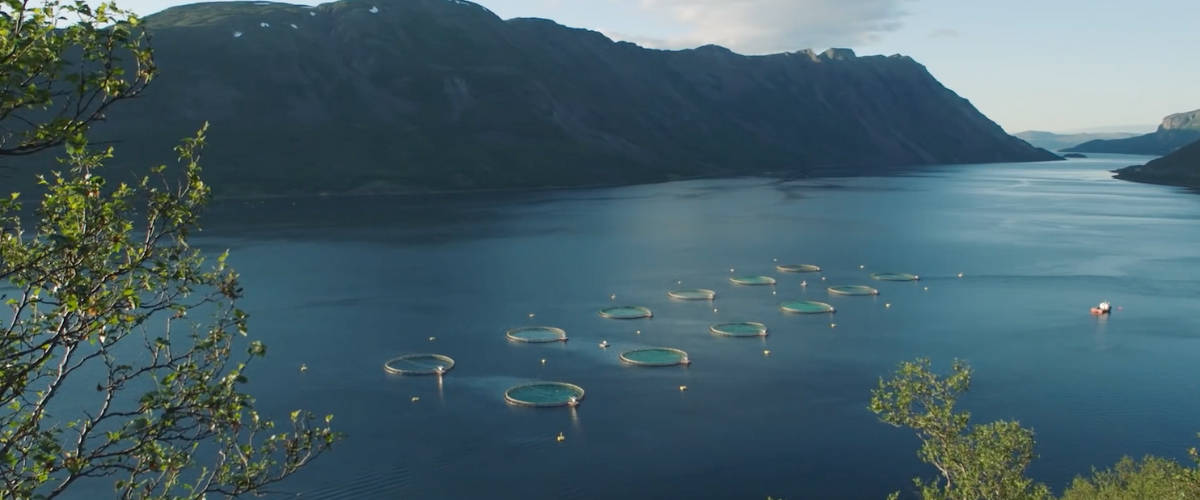 Patagonia dénonce les ravages de l'aquaculture Un élevage de saumon en mer