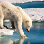 Un ours polaire marchant sur la banquise fondue