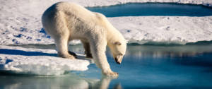 Un ours polaire marchant sur la banquise fondue