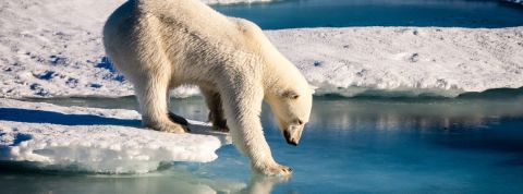 Rob Hopkins comment les villes peuvent lutter contre le dérèglement climatique Un ours polaire marchant sur la banquise fondue
