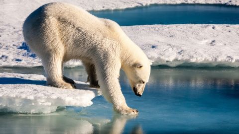 Un ours polaire marchant sur la banquise fondue