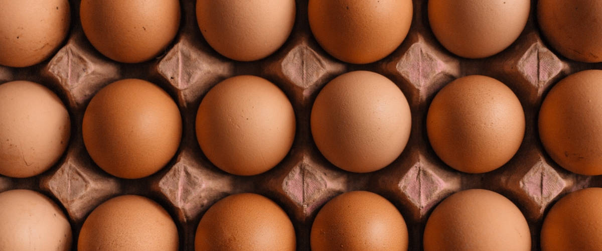 Poulehouse introduit les 1000 premiers poussins sexés in ovo en France Gros plan sur oeufs