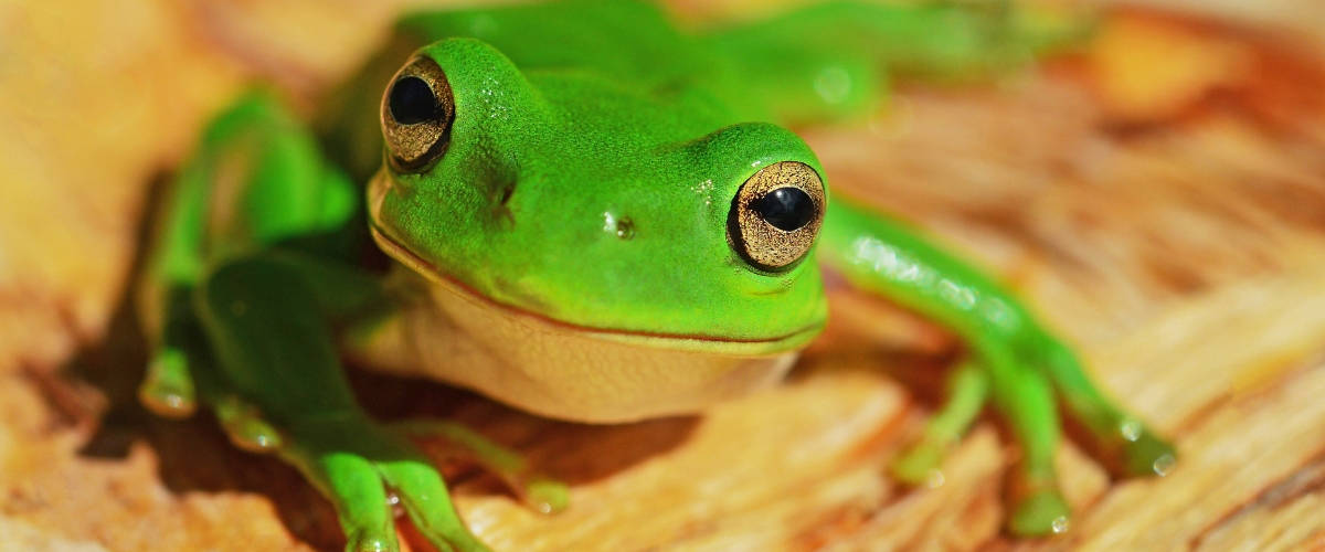 Rainette lance une web série pédagogique sur l'écologie Gros plan d'une grenouille sur du bois