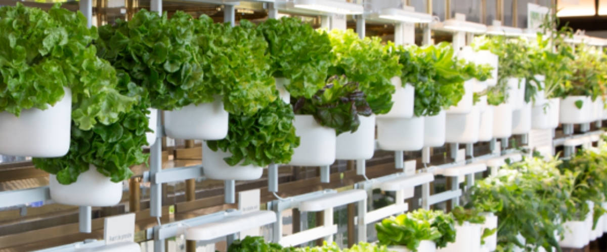 Prêt à Pousser s'installe au Printemps avec un mur végétal comestible Mur végétal composé de salades