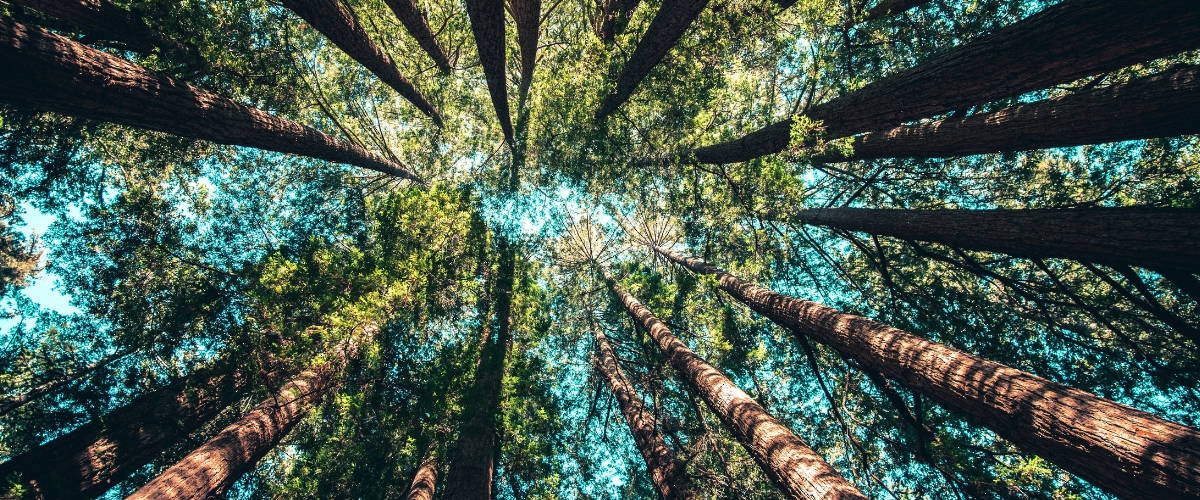 G7 Green finance des projets de reboisement à Paris Des arbres