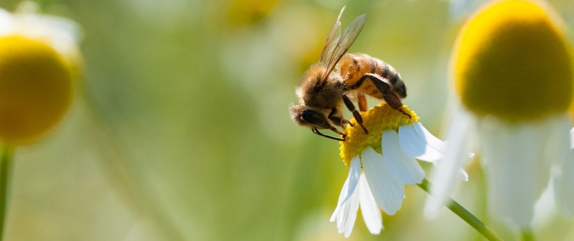 Environ un million d'espèces vivantes sont menacées de disparition Une abeille pollinise une fleur jaune