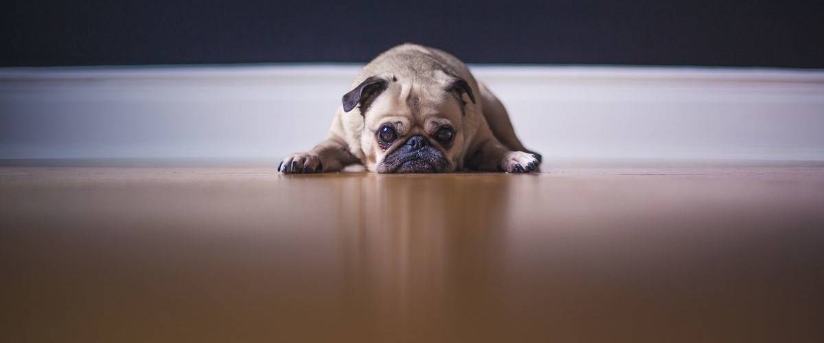 Une IA vous transforme en chien Un chien Bower français allongé sur du parquet