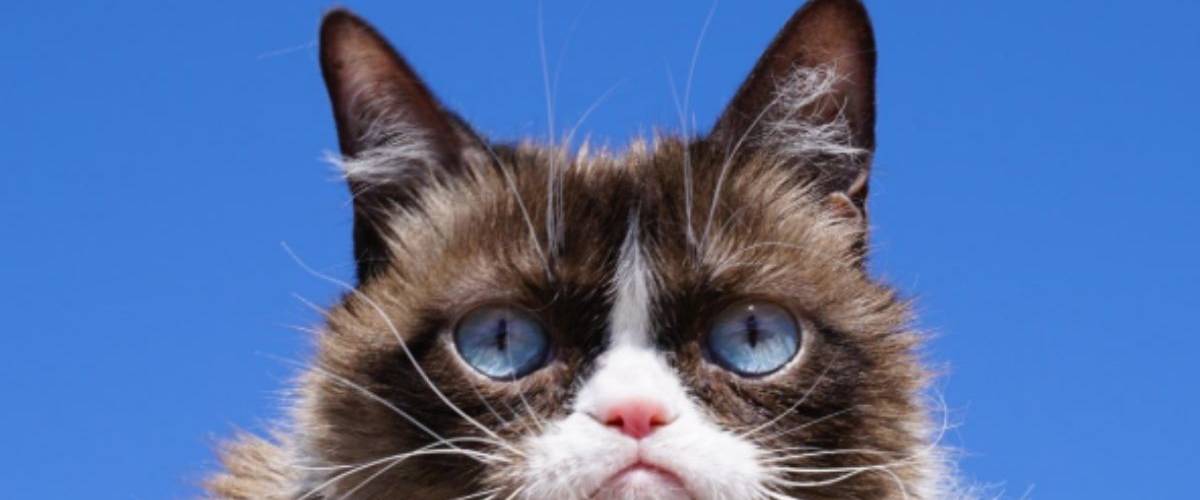 Le mème Grumpy Cat est mort Grumpy Cat