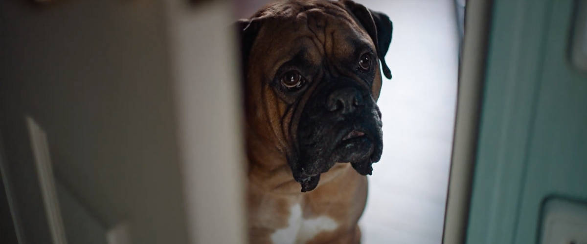 La FFC lance une nouvelle campagne avec l'agence Havas Paris Seven Un chien de race boxer regarde au travers d'une porte