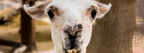 Un lama peut en cacher un autre une tête de lama blanc