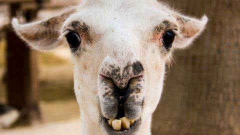 une tête de lama blanc