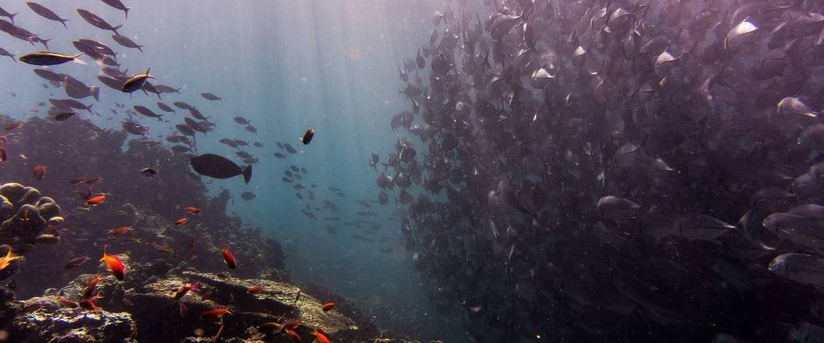 Le #NoPlasticChallenge est de retour Photographie prise dans la mer avec de nombreux poissons