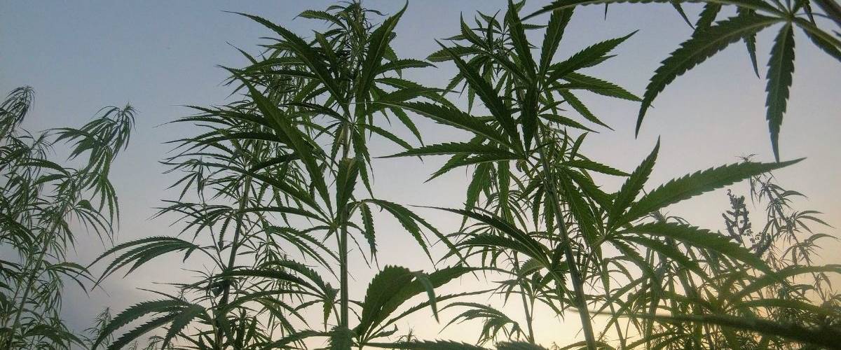 Une expérimentation du cannabis thérapeutique en France ? Une plantation de cannabis sous un couché de soleil
