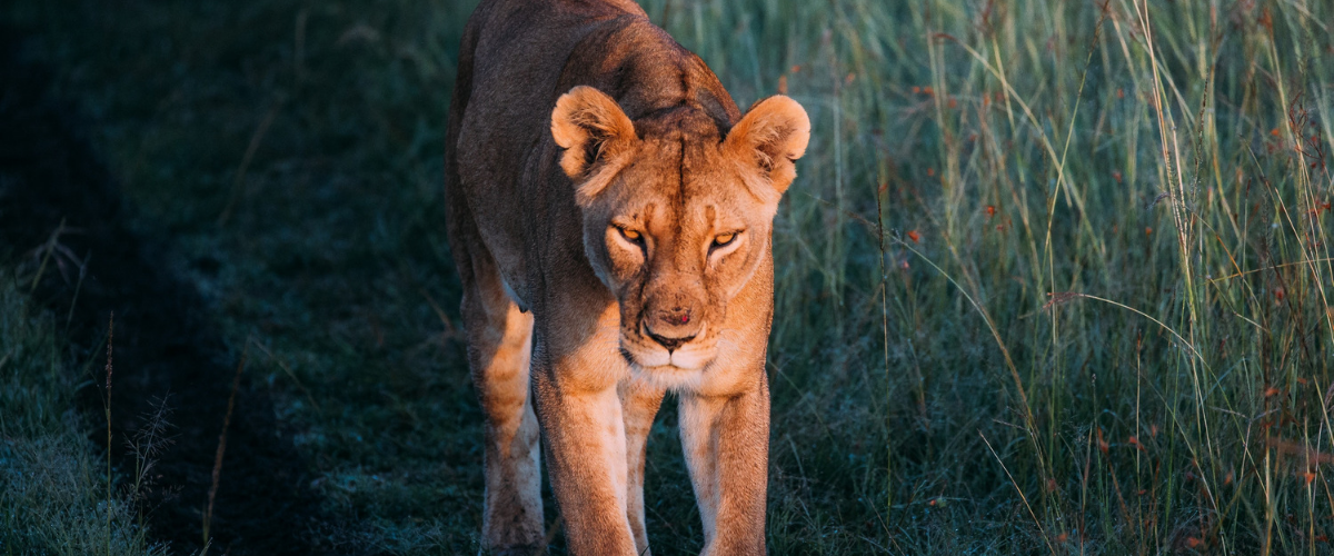 Les Lionnes réalise leur palmarès de la pub : Les Lionnes équitables Une lionne face au soleil