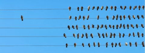 Sur Twitter, quels sont les meilleurs threads ? Des oiseaux posés sur une ligne électrique.