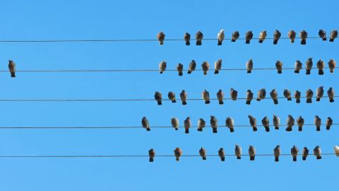 Des oiseaux posés sur une ligne électrique.