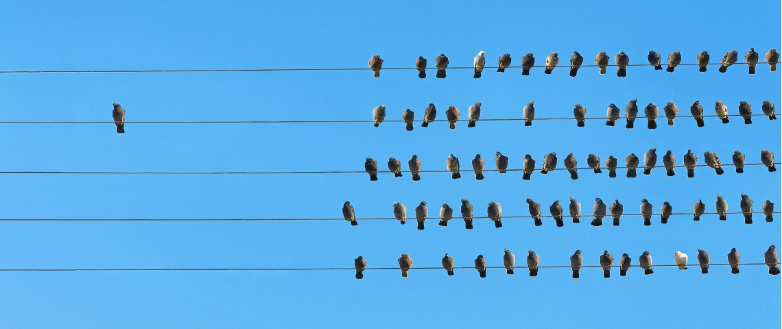 Sur Twitter, quels sont les meilleurs threads ? Des oiseaux posés sur une ligne électrique.