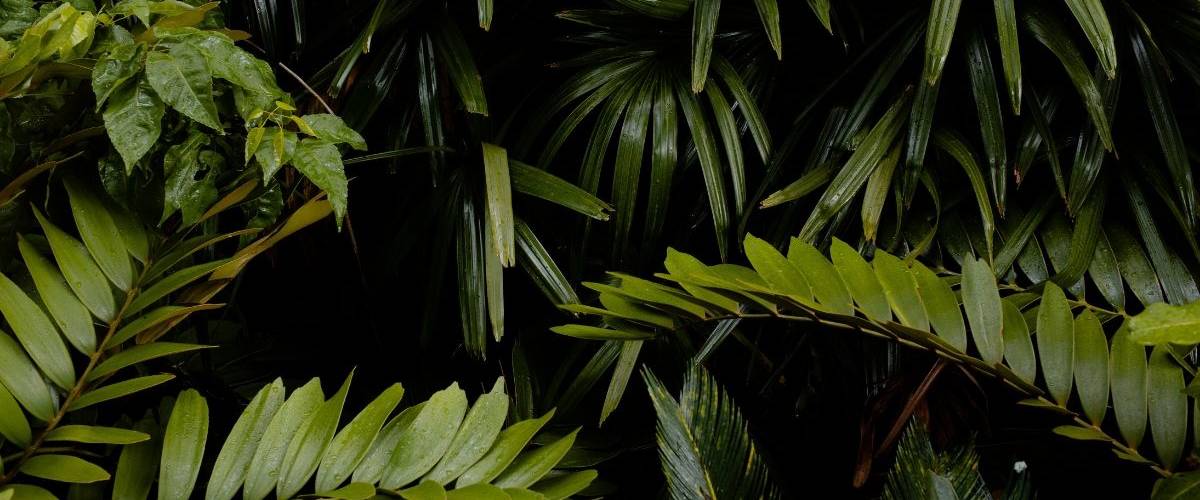 The Good Company : première agence française à devenir membre de 1% For The Planet Gros plans sur des feuilles de plante grasses