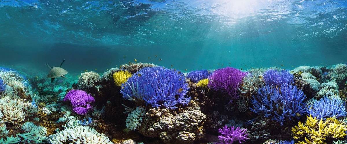 « Glowing Glowing Gone » : La campagne Adobe haute en couleur pour la protection des océans Coraux aux multiples couleurs, en Indonesie