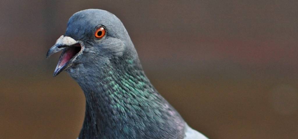 Twitter ne va pas vous rendre plus malin une tête de pigeon en gros plan