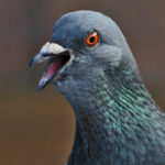 une tête de pigeon en gros plan