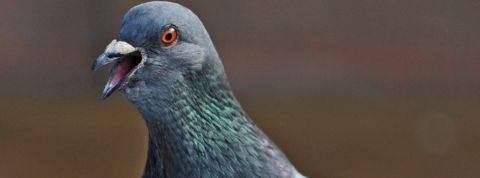 Twitter ne va pas vous rendre plus malin une tête de pigeon en gros plan