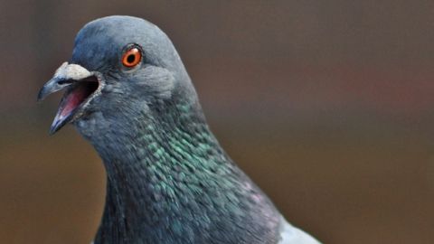 une tête de pigeon en gros plan