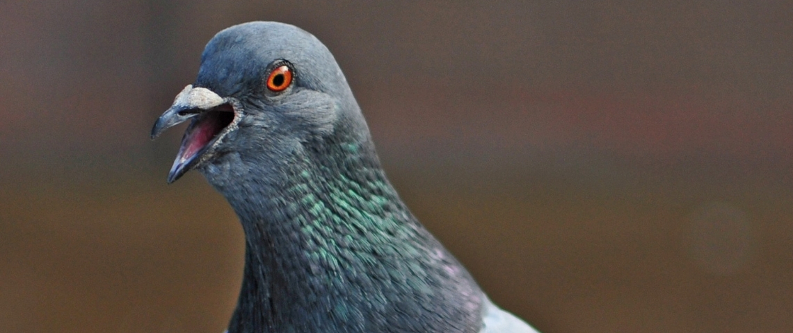 Twitter ne va pas vous rendre plus malin une tête de pigeon en gros plan