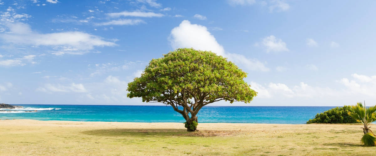 Engie rassemble les acteurs du zéro-carbone Un arbre sur une plage