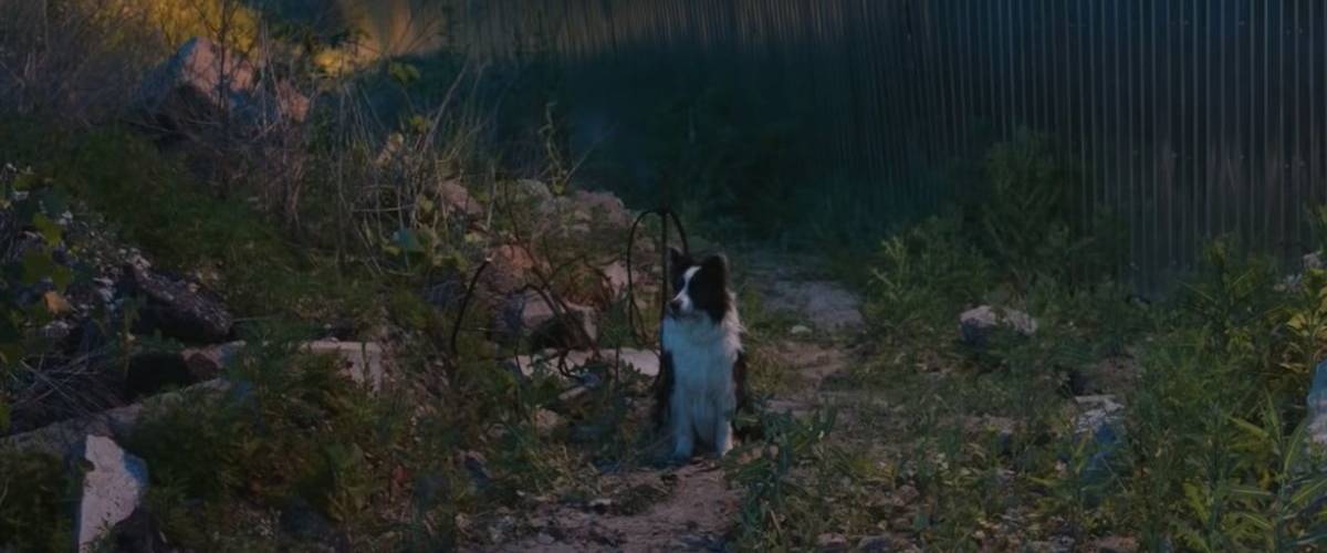 30 Millions d'Amis, la France championne de l'abandon en Europe Un chien abandonné sur un terrain vague