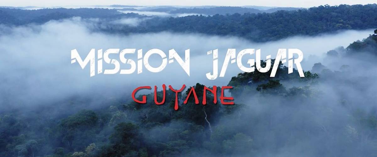 Mission Jaguar Guyane : la nouvelle web-série par WWF France Vue panoramique de la forêt amazonienne en Guyane