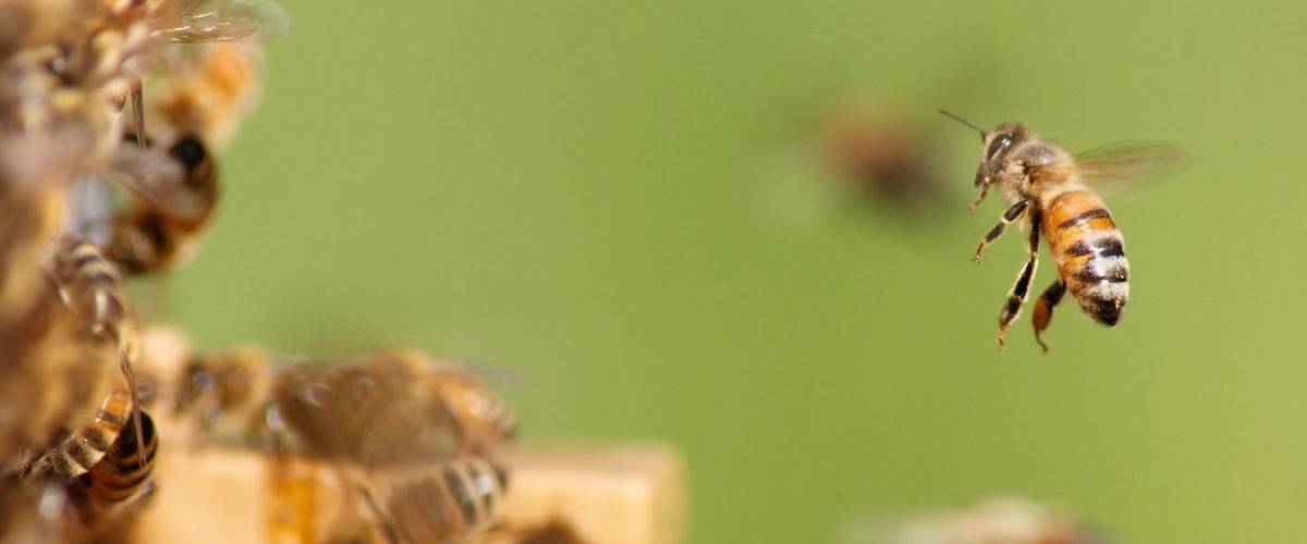 La Fondation de France présente B : la première abeille influenceuse Une abeille qui rentre dans sa ruche