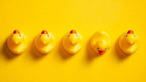 Une rangée de canards en plastique jaunes