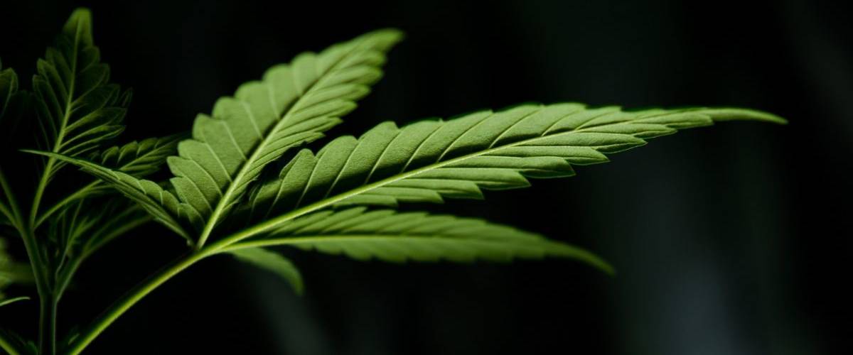 Vice Ventures, le fonds d'investissement des start-up du vice Une feuille de cannabis