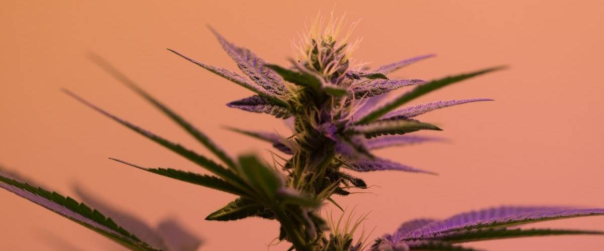 Havas ECS : la nouvelle agence dédiée à l'industrie du cannabis Un plante de cannabis