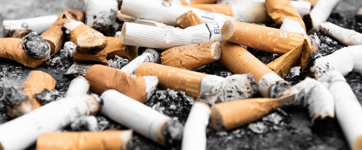 Les mégots de cigarettes diminuent de moitié la croissance d'une plante Un tas de mégots de cigarettes