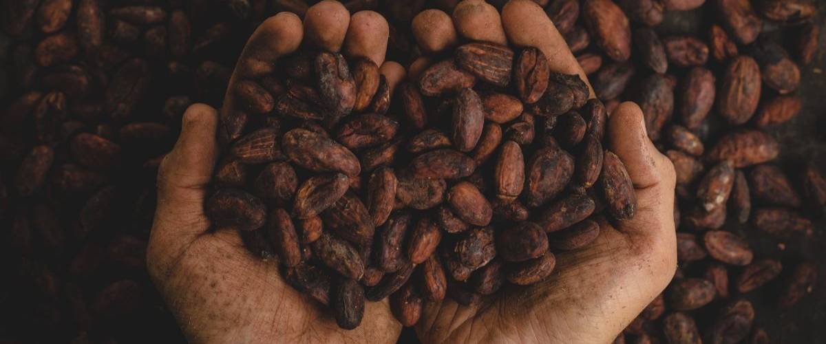 Nestlé élabore à une barre de KitKat à base de déchets de cacao et sans sucre ajoutée Un tient des fèves de cacao dans ses mains