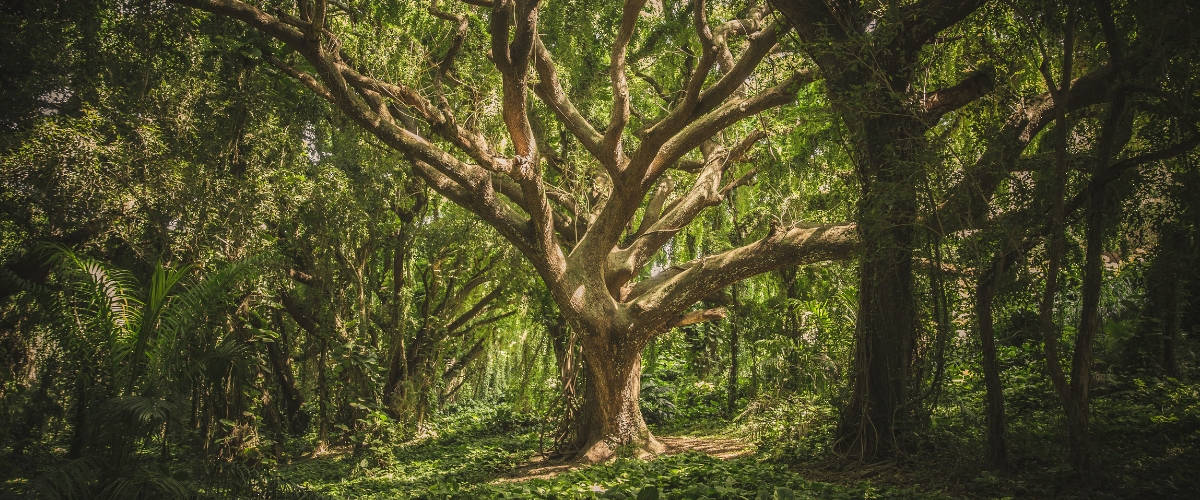 Et si les communicants sauvaient l'humanité ? Un arbre dans la forêt