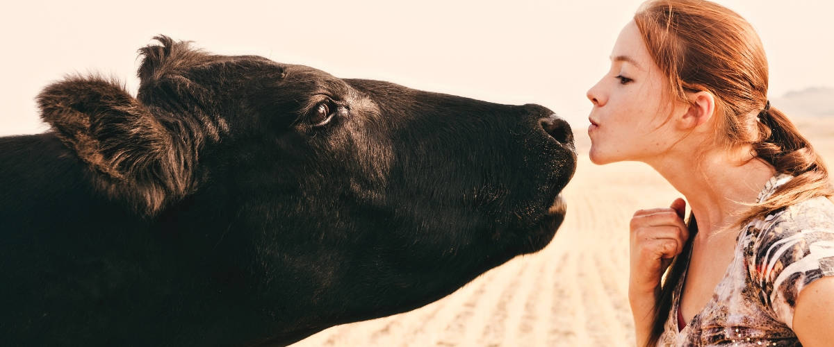 Tendance : animaux de soutien émotionnel Une femme qui fait un bisou à une vache