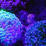 Des récifs bleus