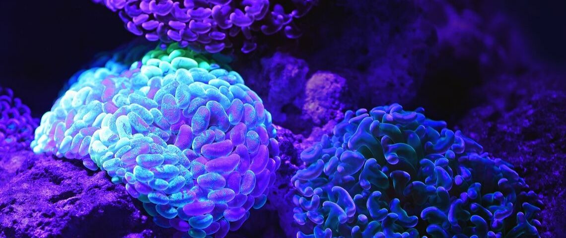 Pourquoi l'UX seul ne sert à rien ? Des récifs bleus